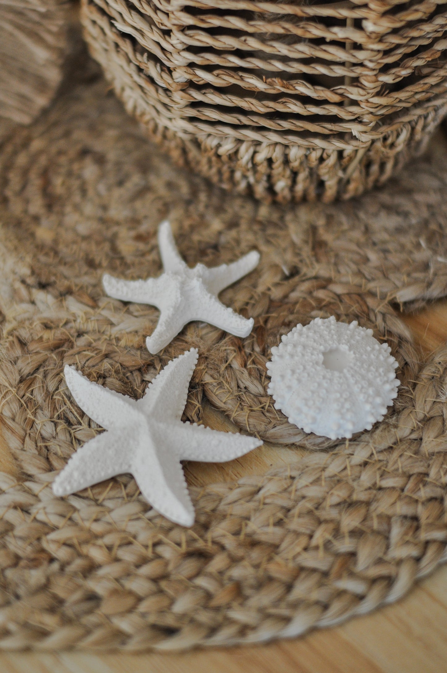 Aimants coquillages