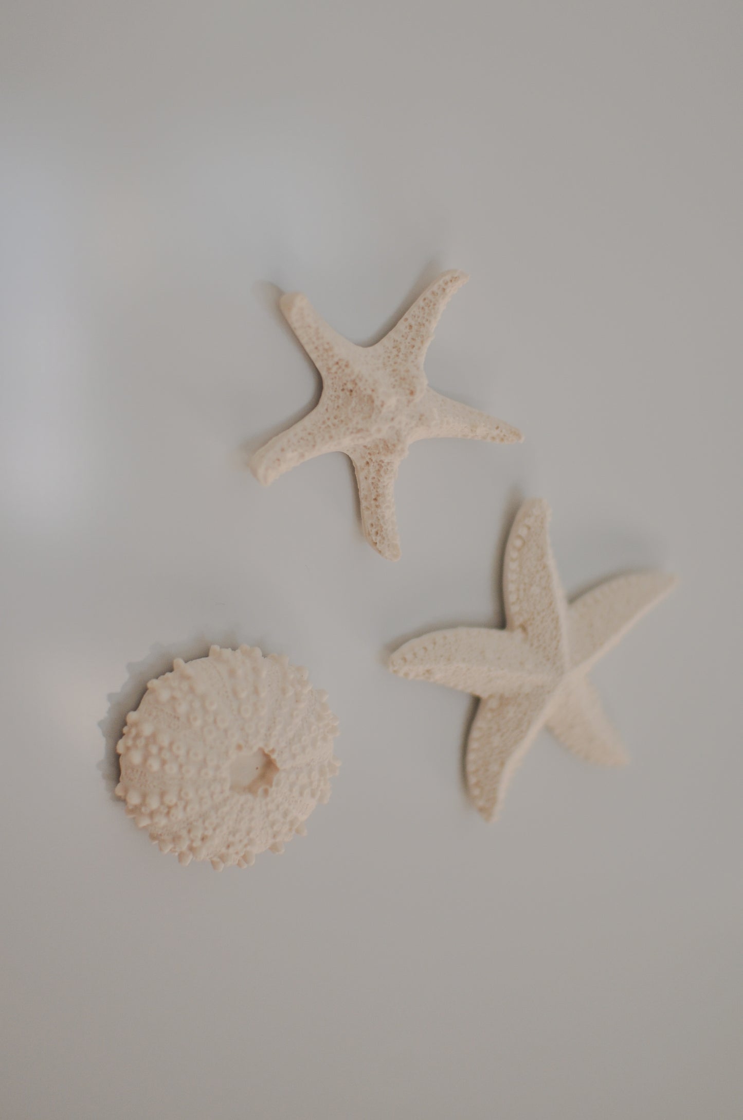 Aimants coquillages