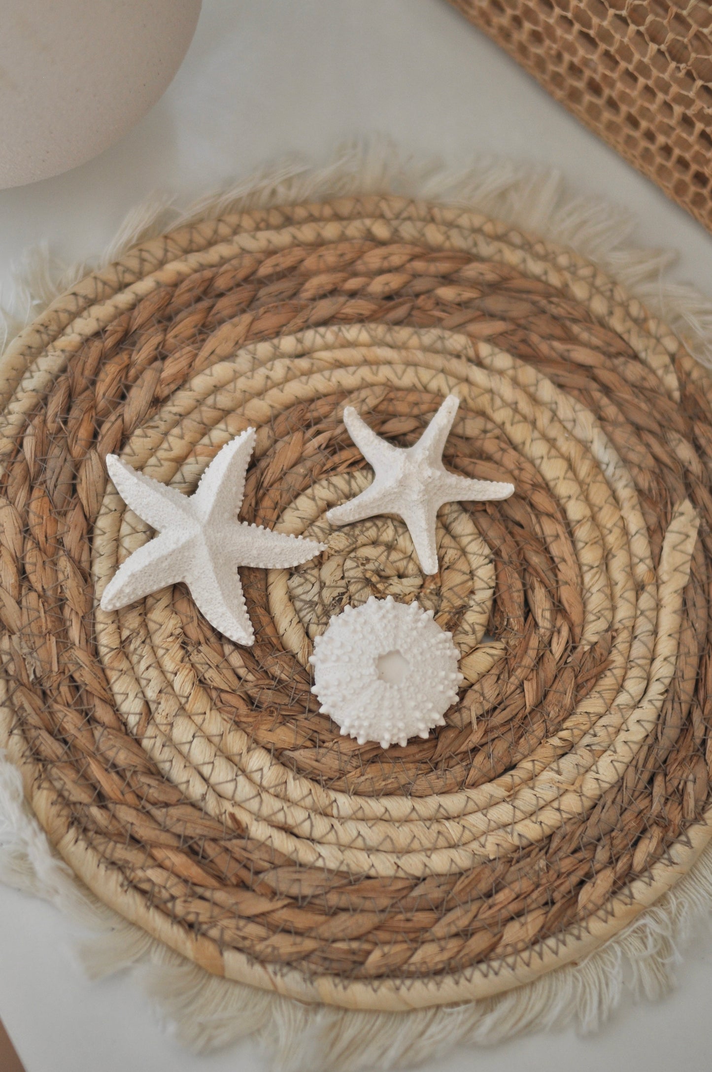 Aimants coquillages