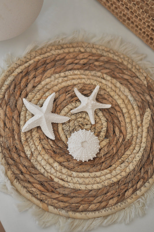Aimants coquillages